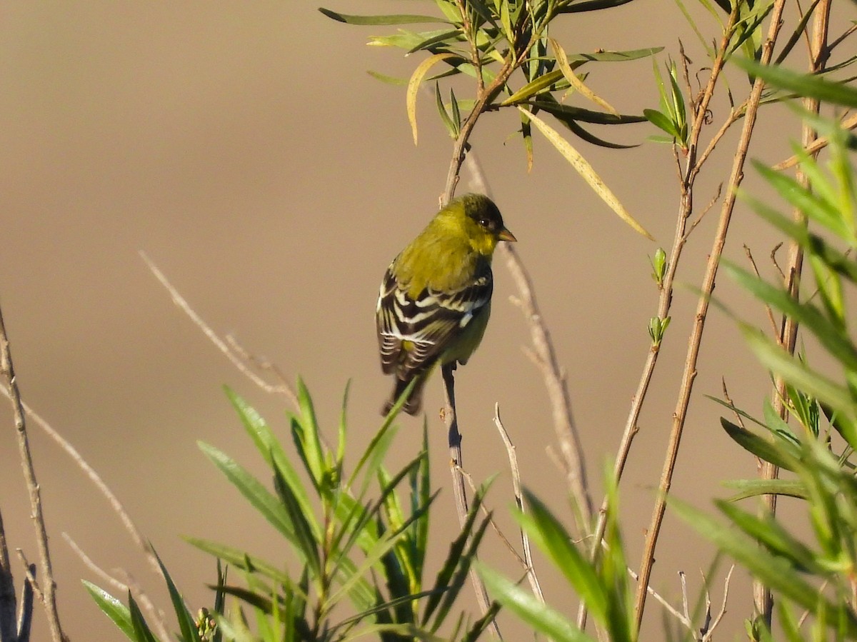 Lesser Goldfinch - ML646616786
