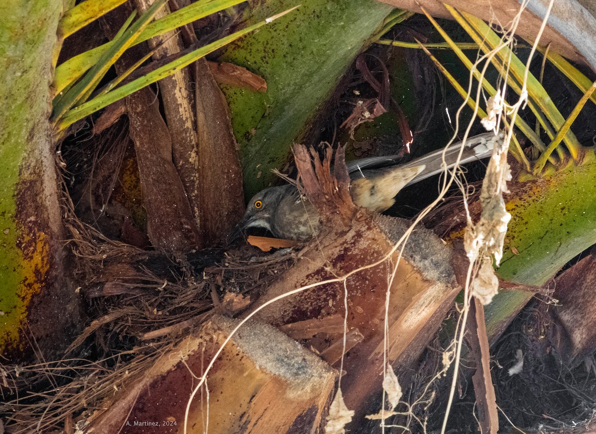 Curve-billed Thrasher - ML646616787