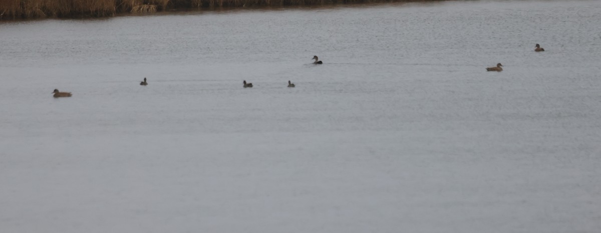 Canard chipeau - ML646616788