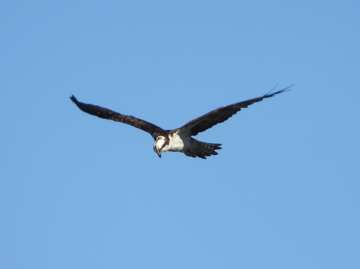 Osprey - ML646616789
