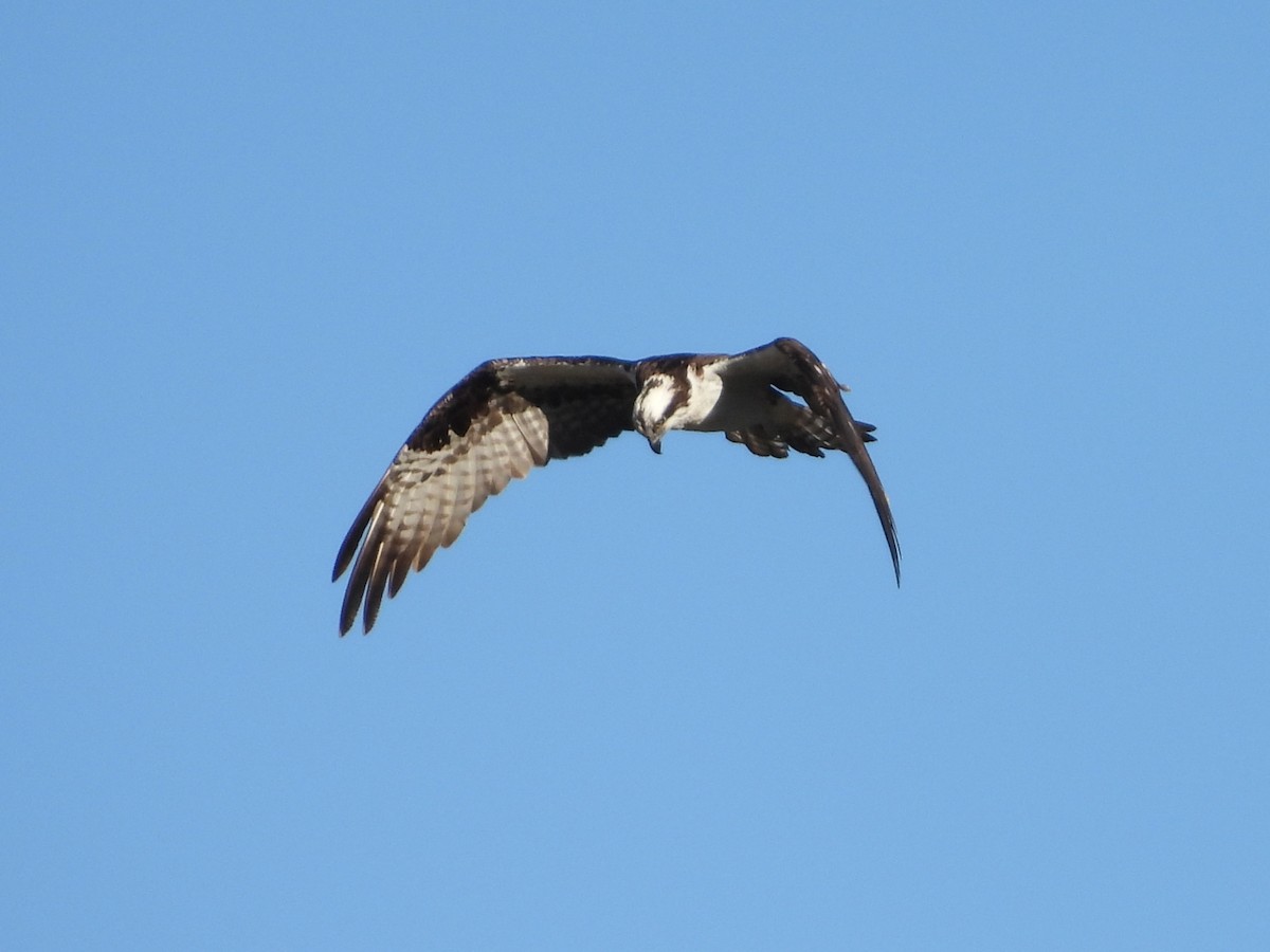 Osprey - ML646616790