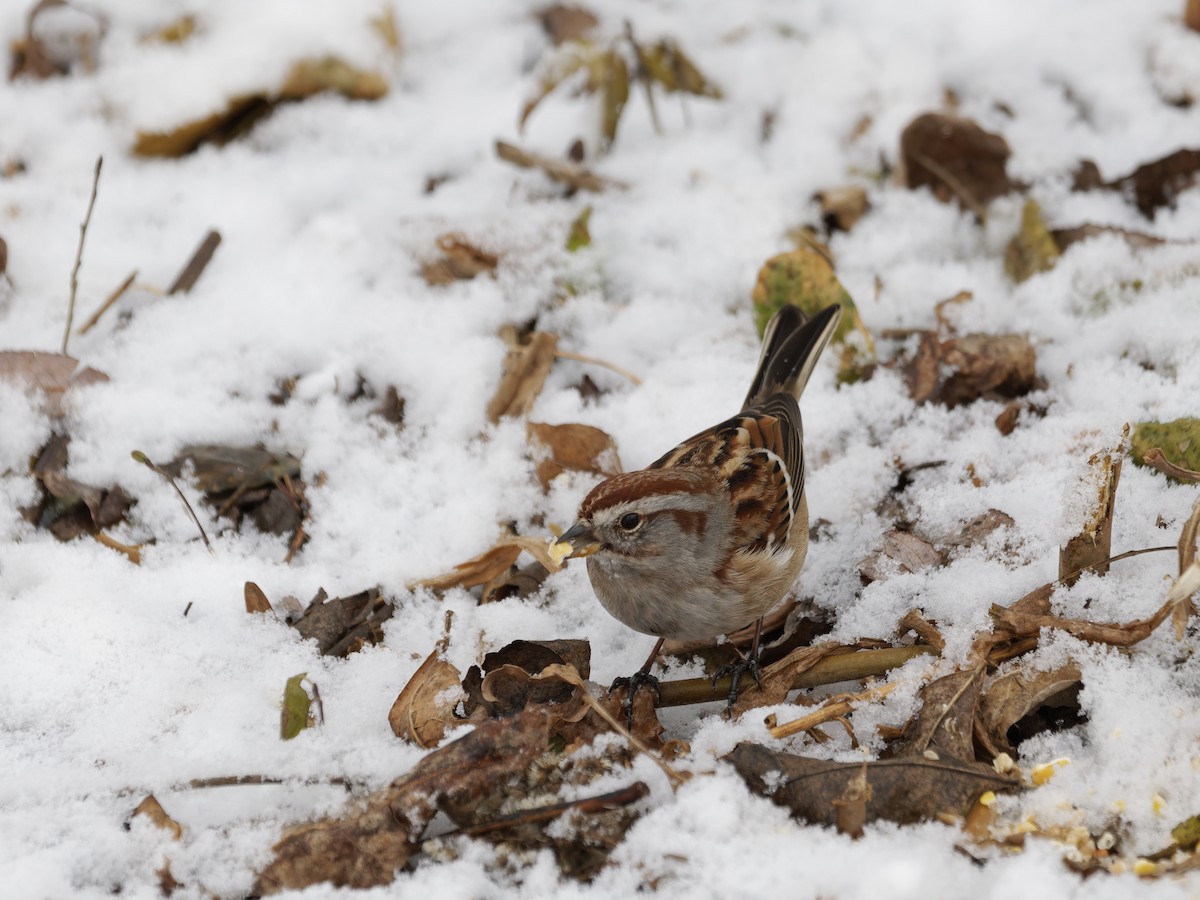 American Tree Sparrow - ML646616791