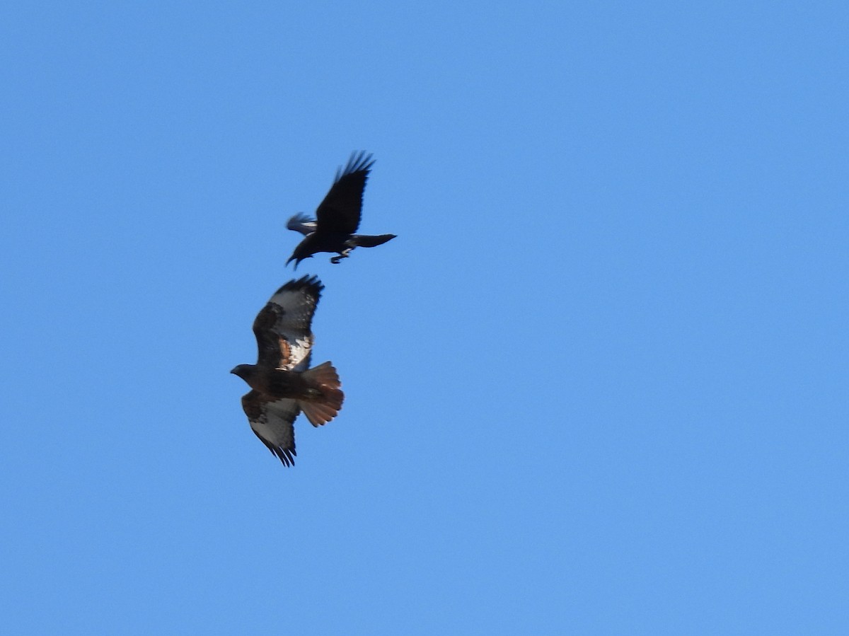 Red-tailed Hawk - ML646616792
