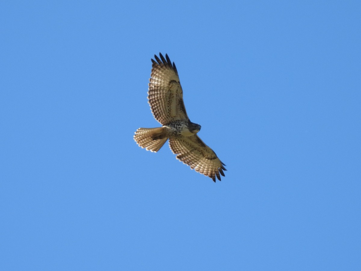 Red-tailed Hawk - ML646616794