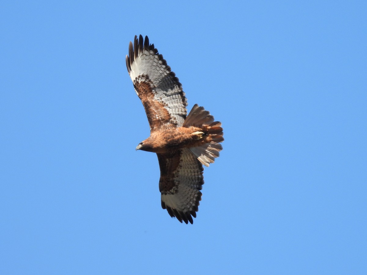 Red-tailed Hawk - ML646616795