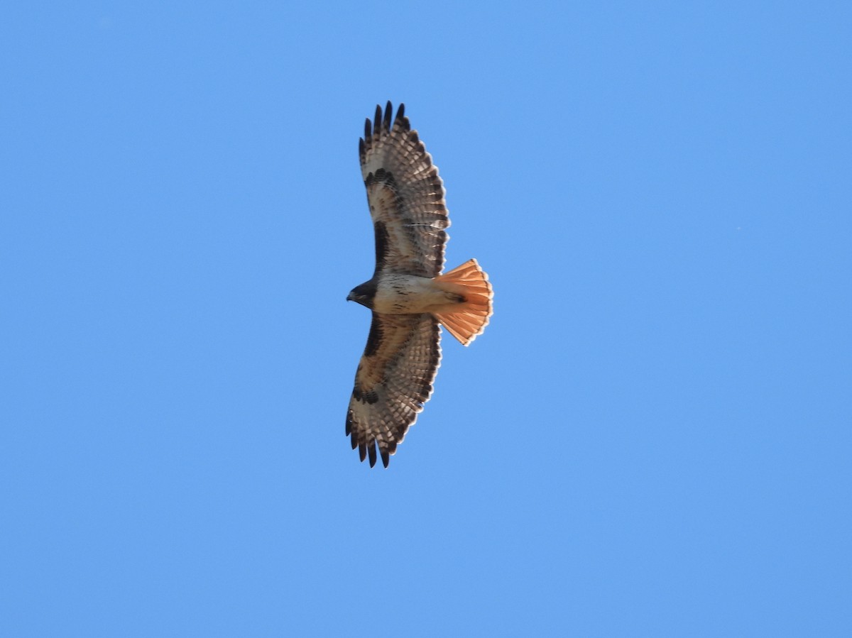 Red-tailed Hawk - ML646616796