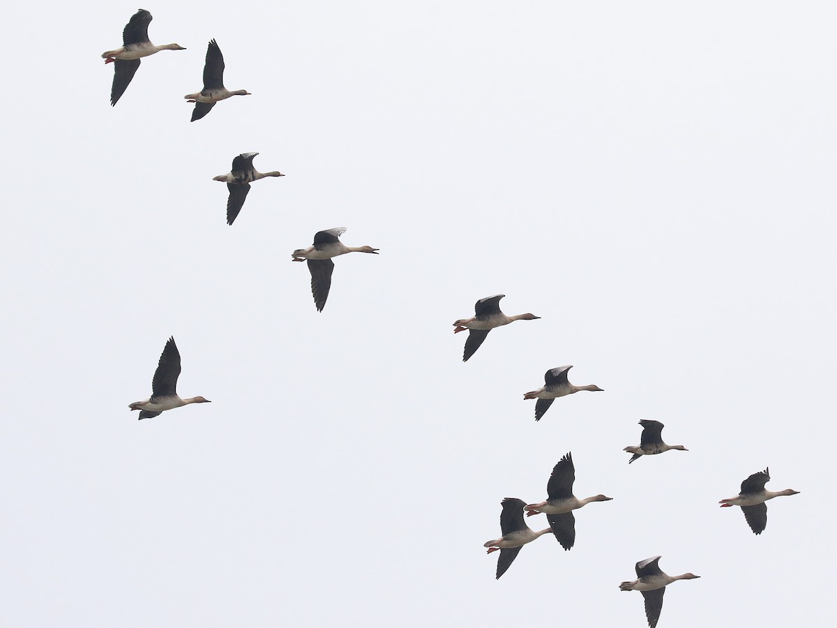 Greater White-fronted Goose (Eurasian) - ML646616797