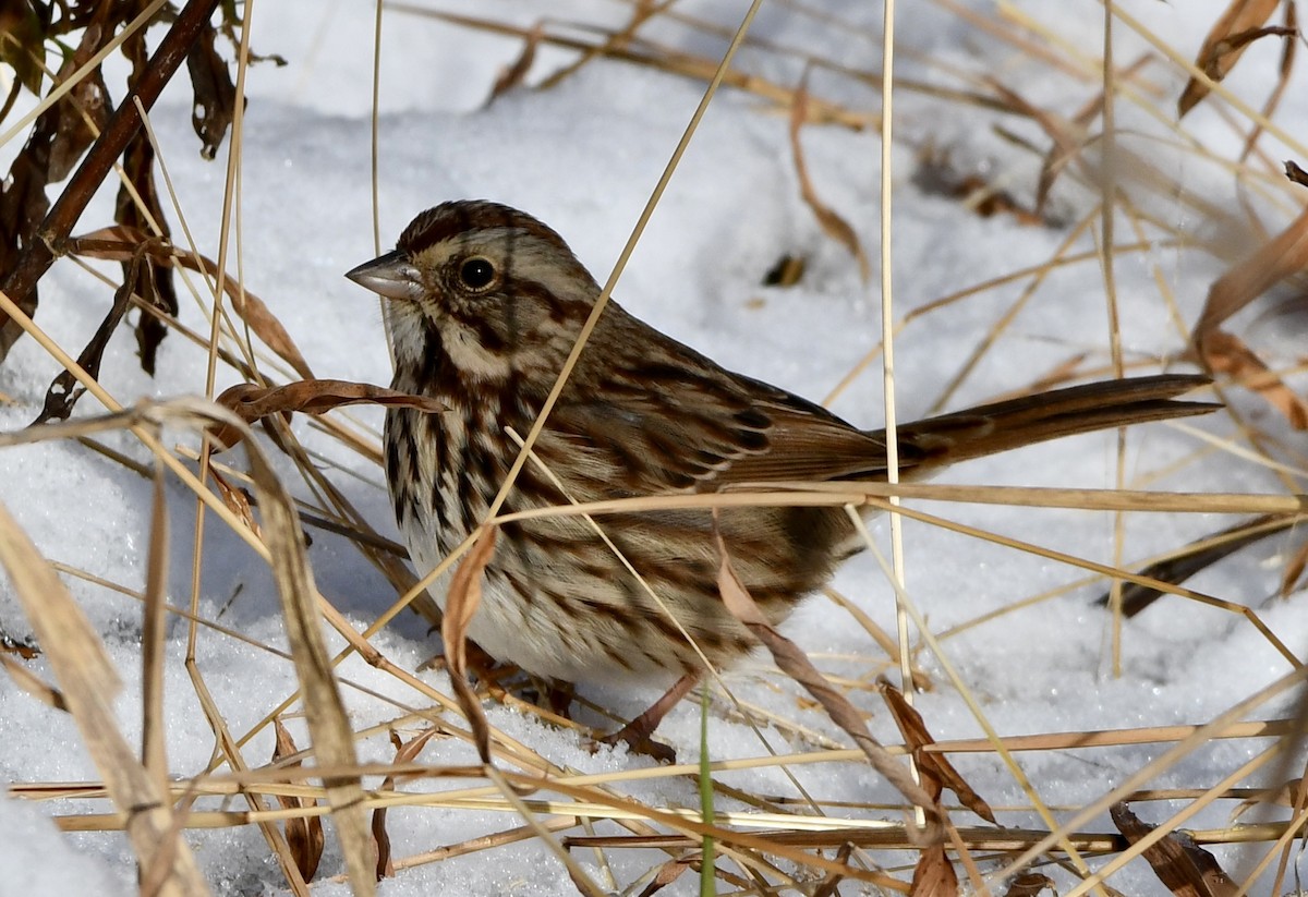 Song Sparrow - ML646616799
