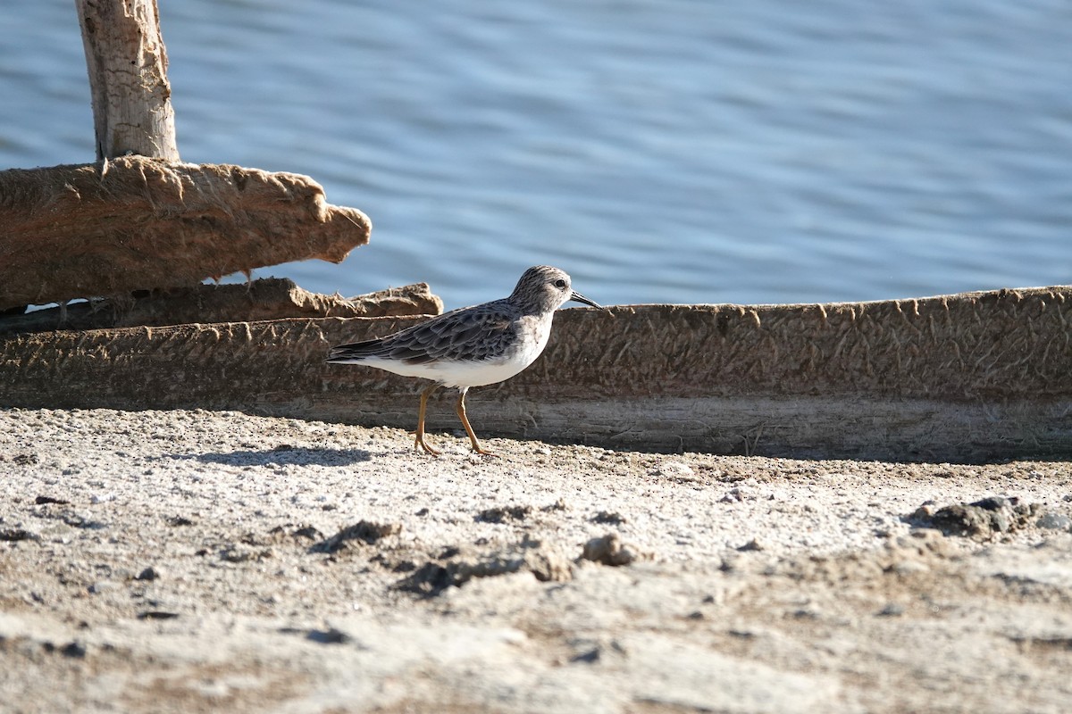 Least Sandpiper - ML646616800