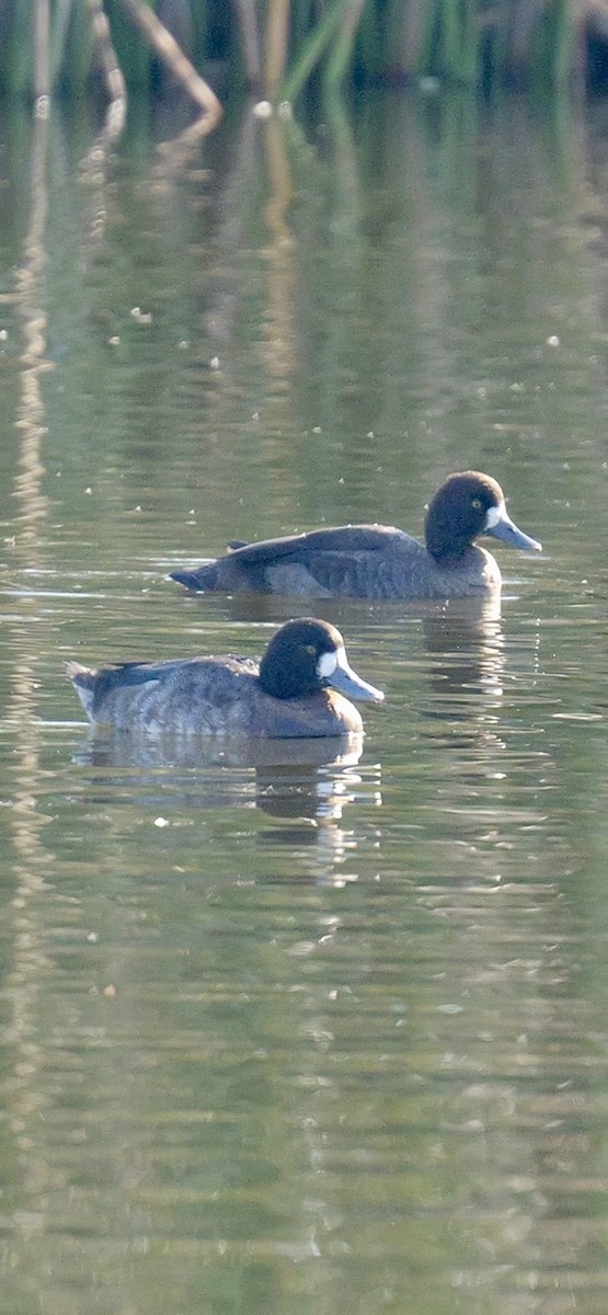 Bergente - ML646616801