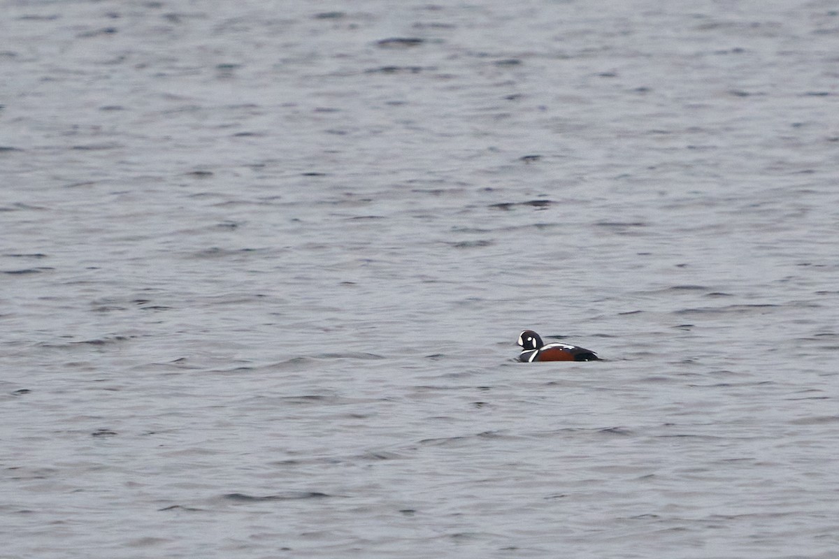 Harlequin Duck - ML646616802