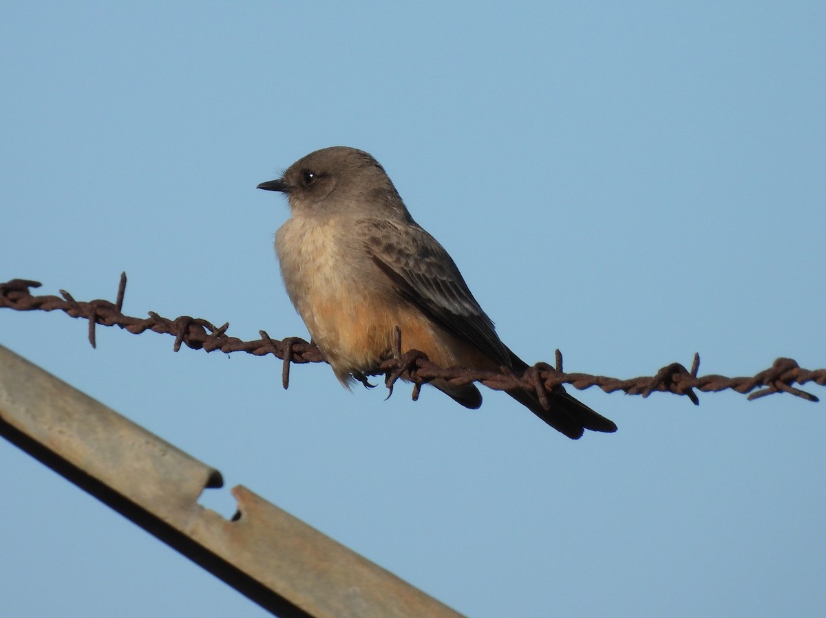 Say's Phoebe - ML646616803