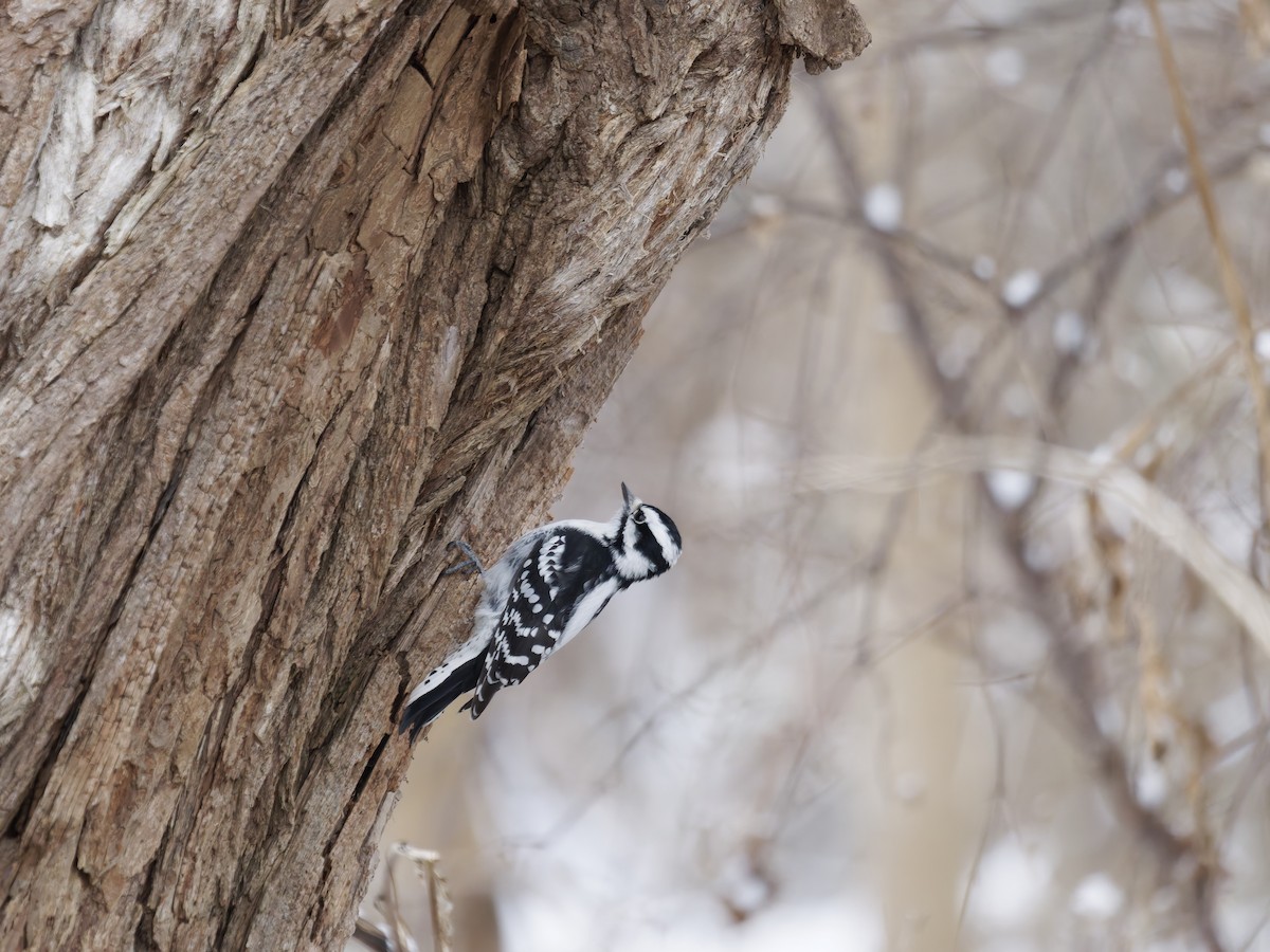 Downy Woodpecker - ML646616805