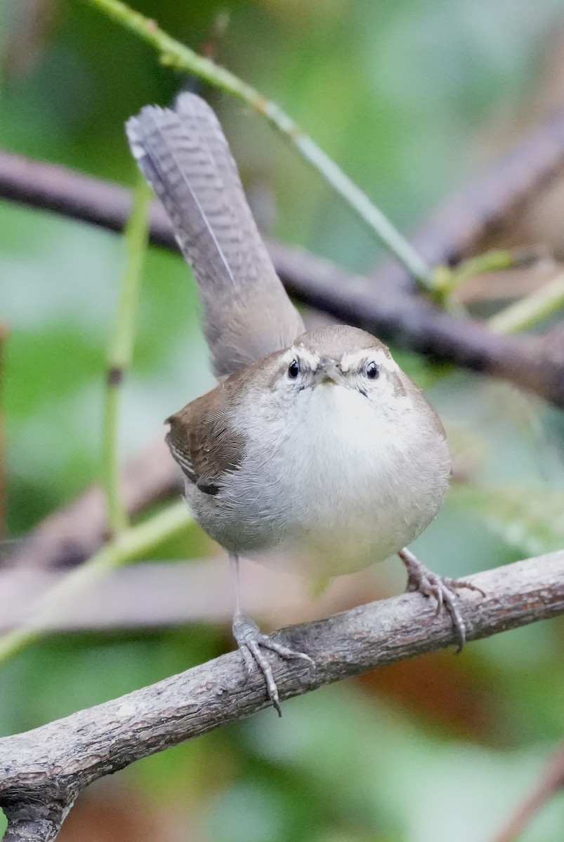 シロハラミソサザイ - ML646616806