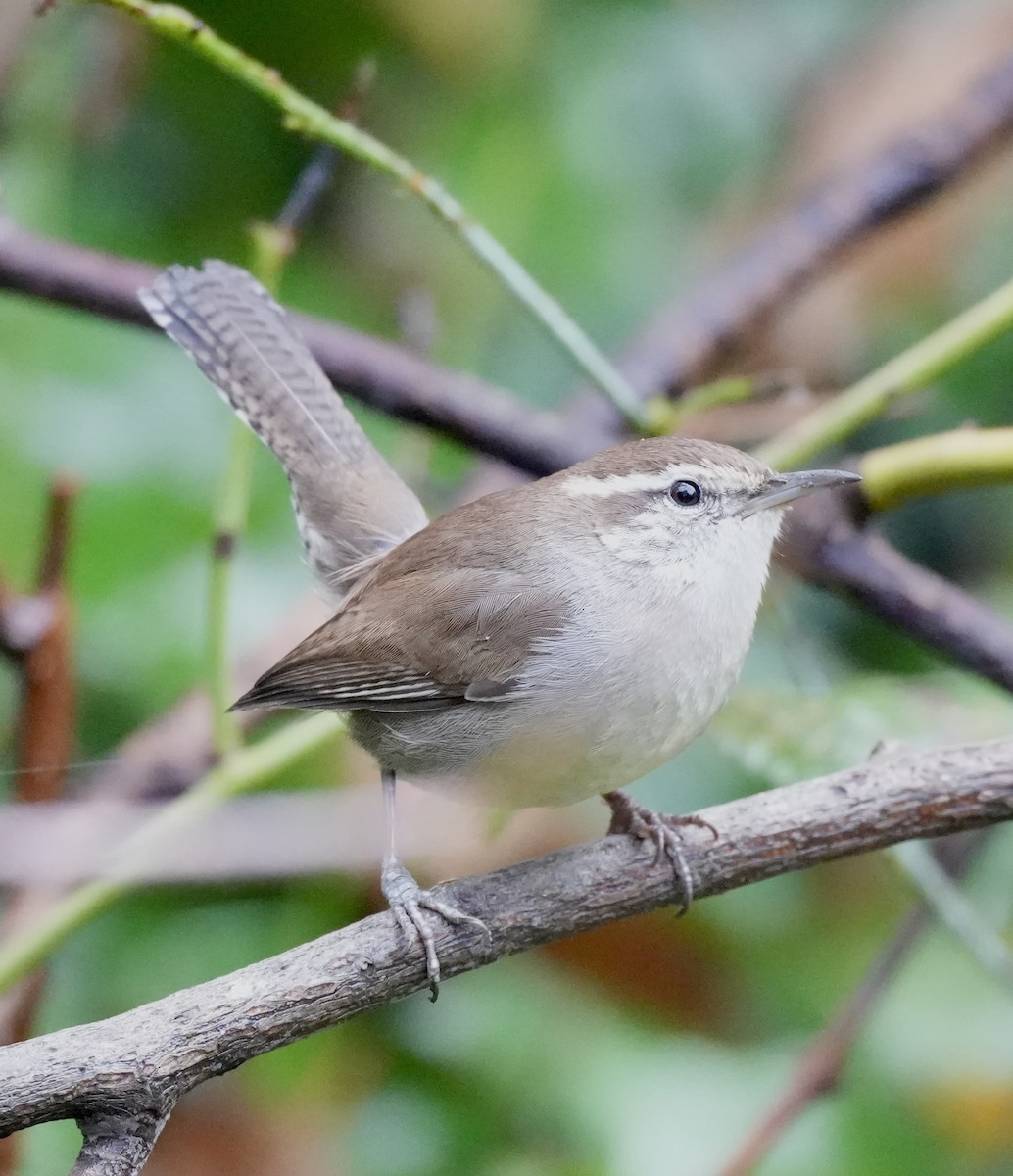 シロハラミソサザイ - ML646616807