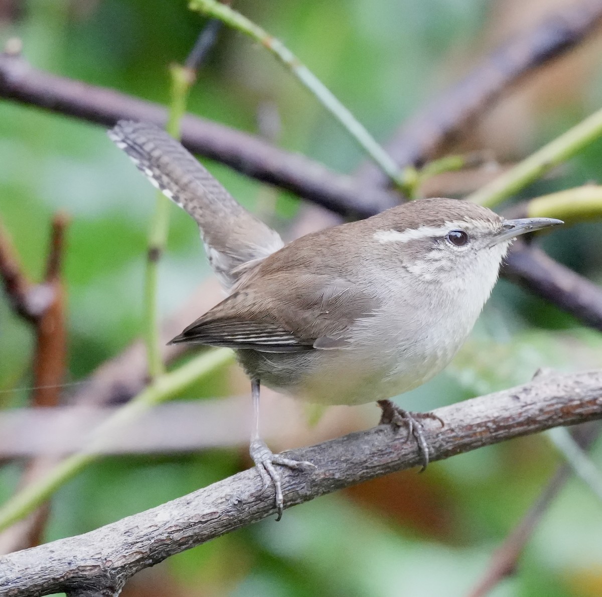 シロハラミソサザイ - ML646616808