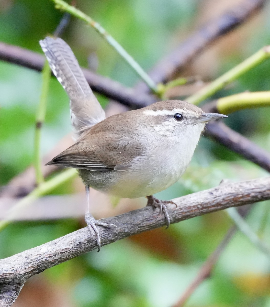 シロハラミソサザイ - ML646616809