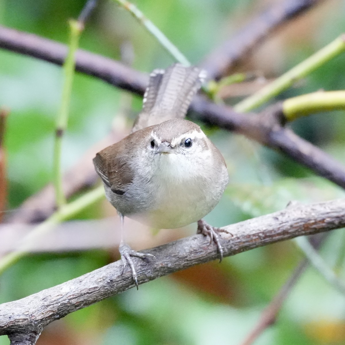 シロハラミソサザイ - ML646616810