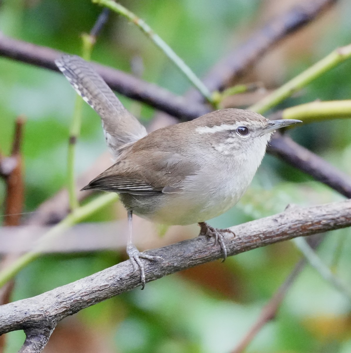 シロハラミソサザイ - ML646616811