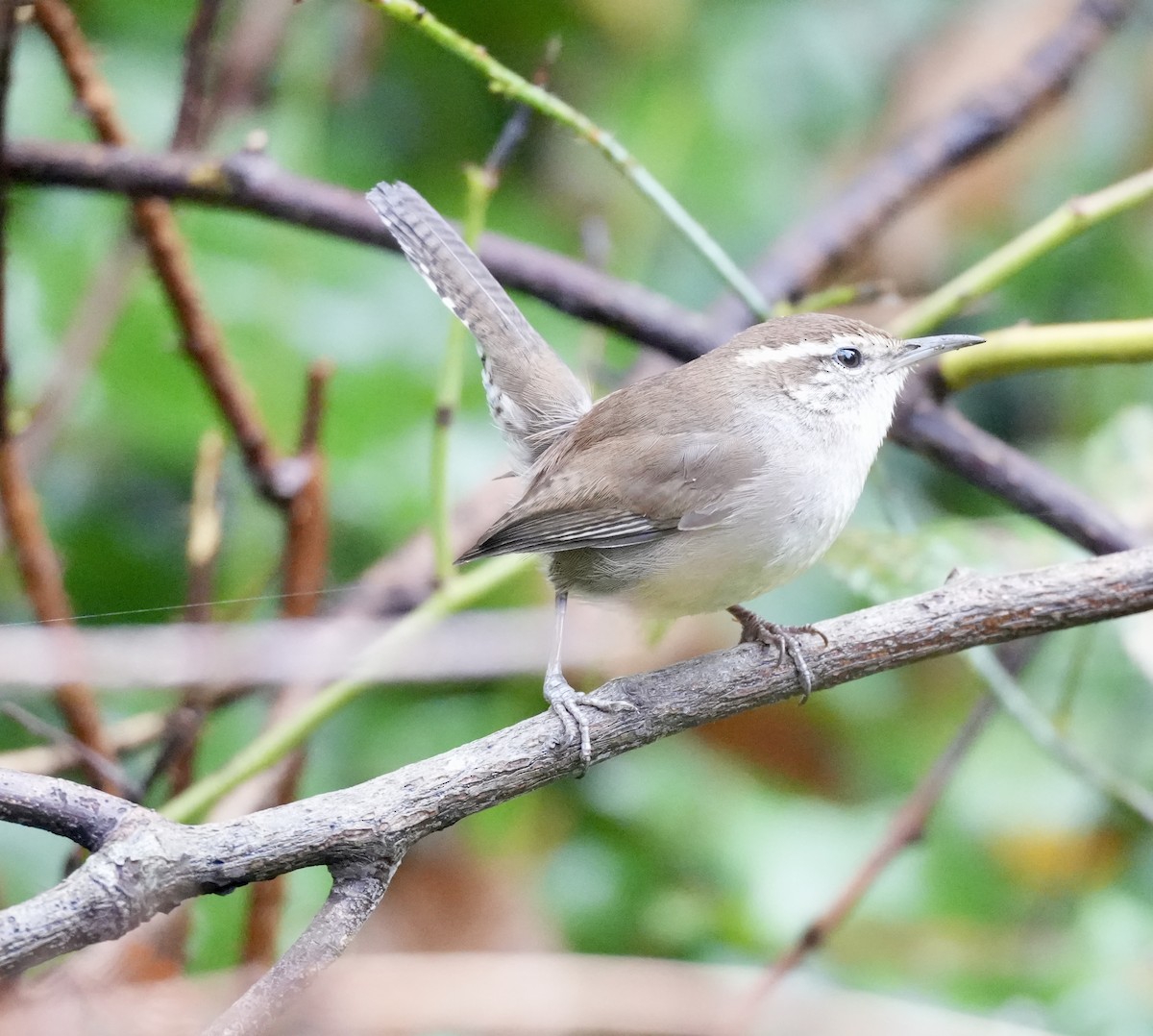 シロハラミソサザイ - ML646616812