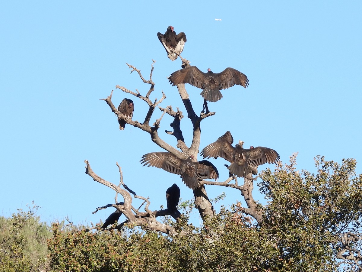 Turkey Vulture - ML646616813
