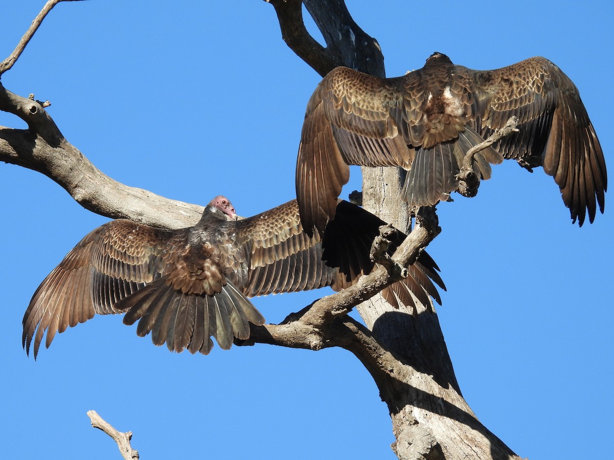 Turkey Vulture - ML646616814
