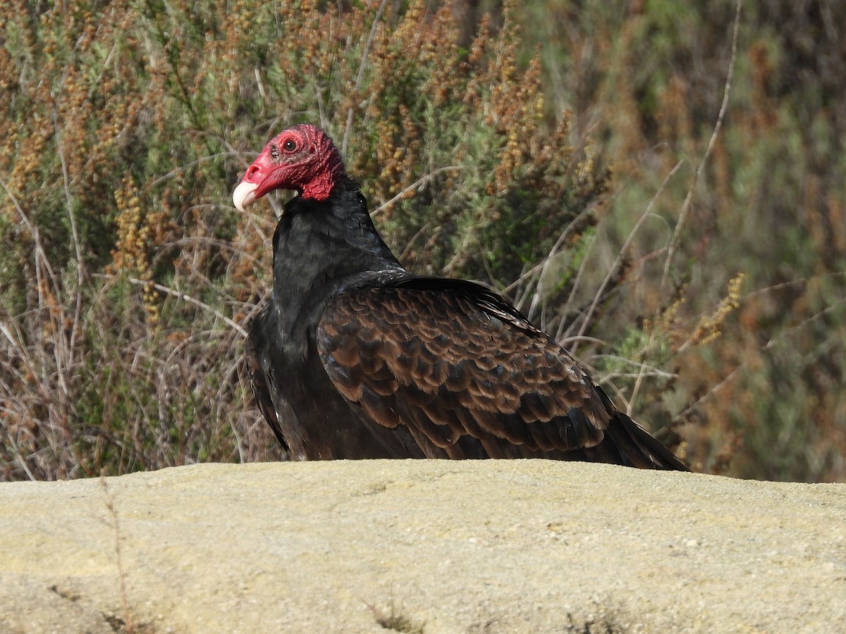 Turkey Vulture - ML646616815