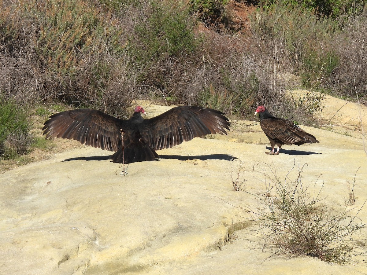 Turkey Vulture - ML646616816