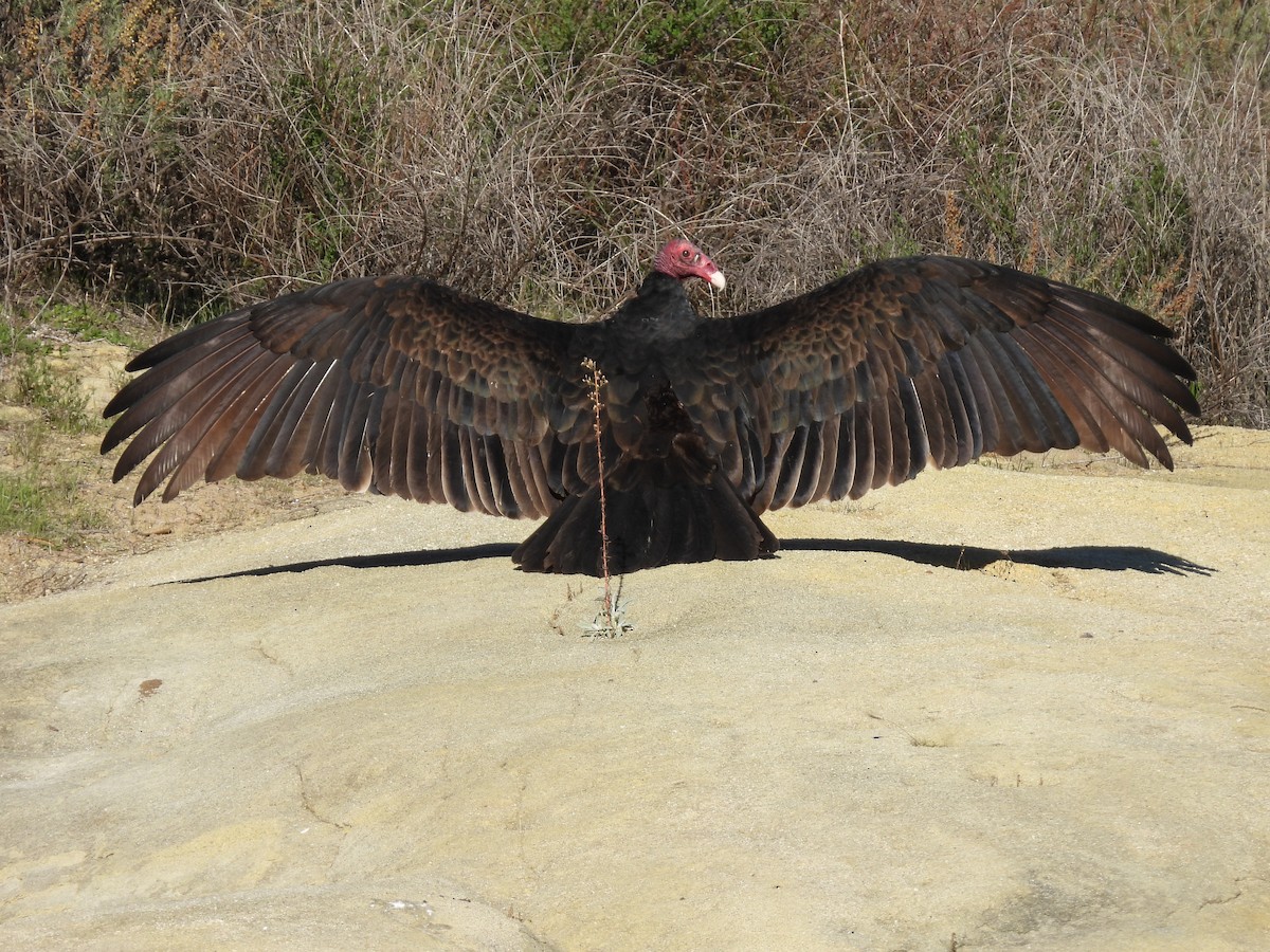 Turkey Vulture - ML646616818