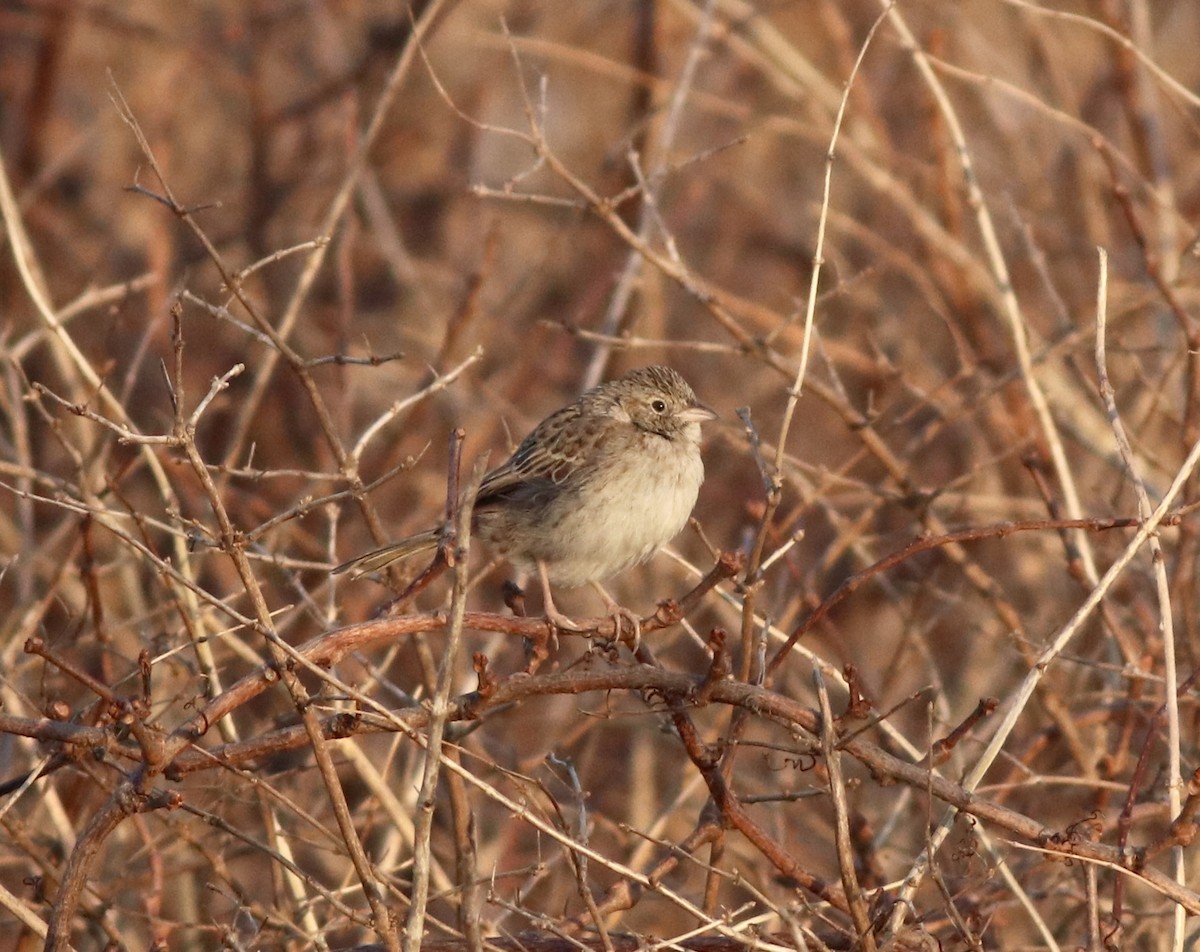 Колорадская овсянка - ML646616819