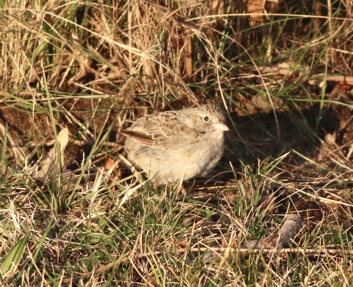 Колорадская овсянка - ML646616820