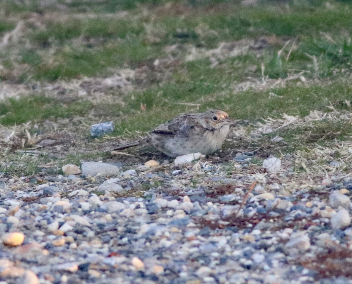 Колорадская овсянка - ML646616821