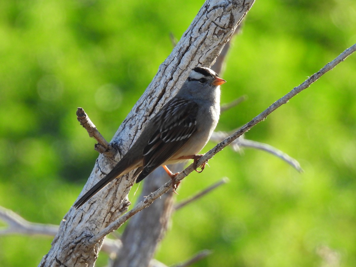 White-crowned Sparrow - ML646616828
