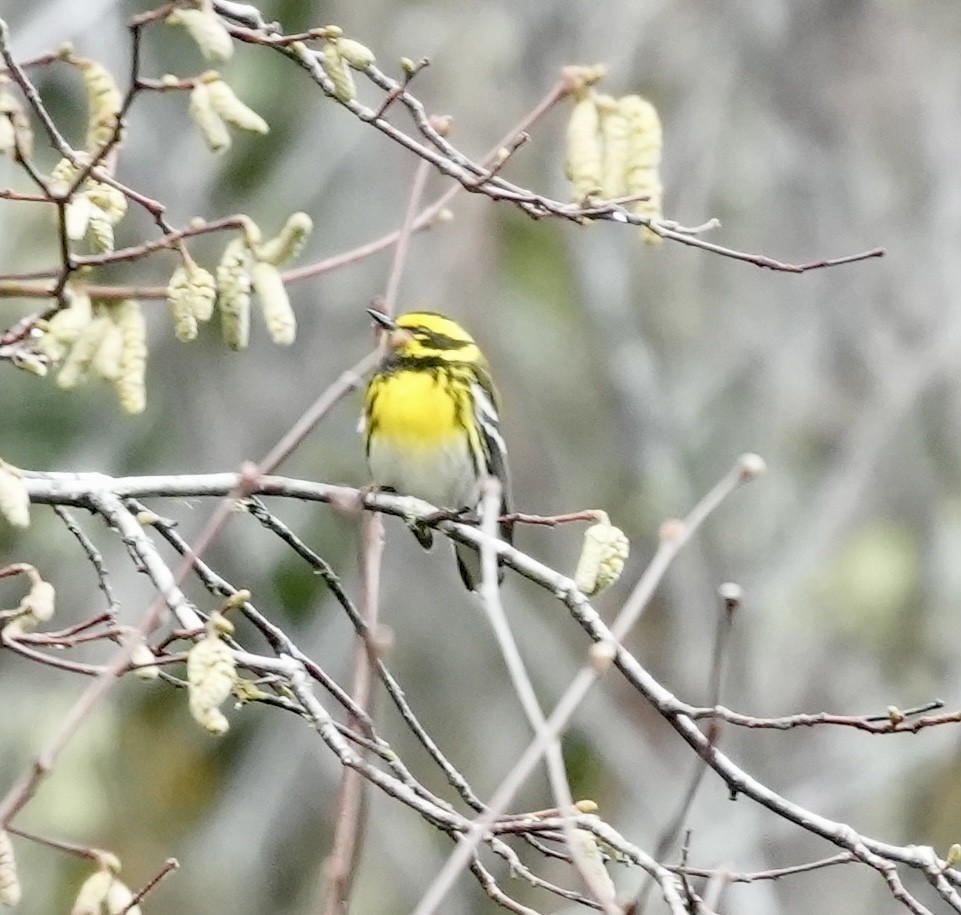 Townsend's Warbler - ML646616831