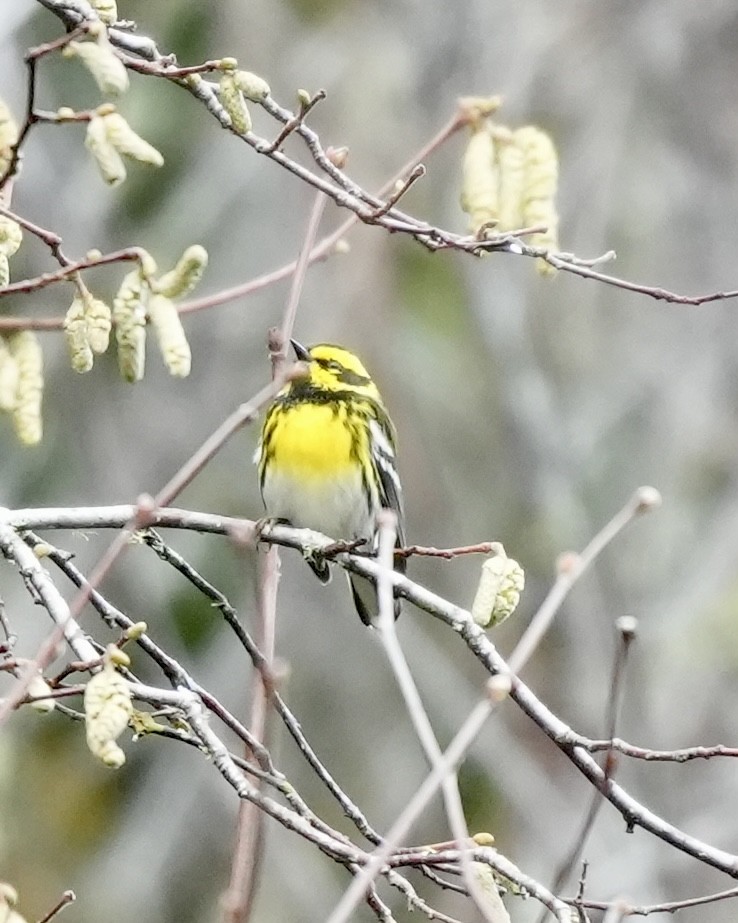 Townsend's Warbler - ML646616832