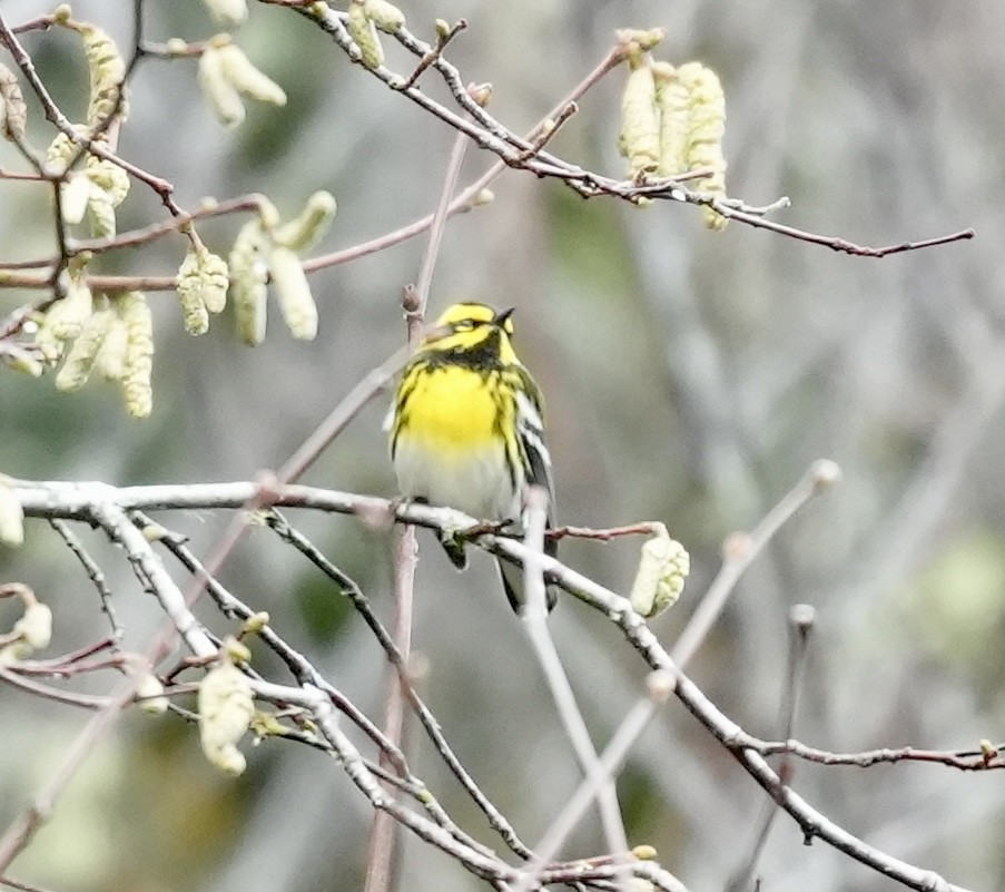 Townsend's Warbler - ML646616833