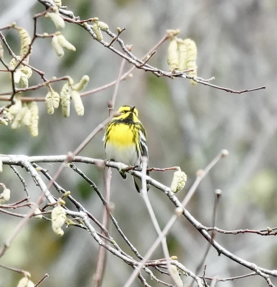 Townsend's Warbler - ML646616834