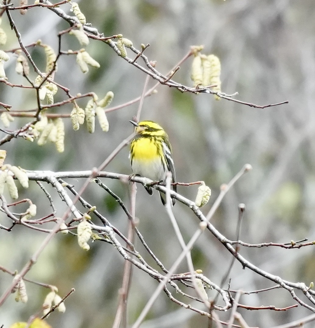 Townsend's Warbler - ML646616835