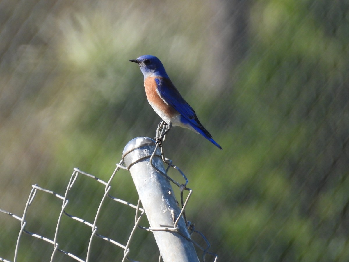 Western Bluebird - ML646616836