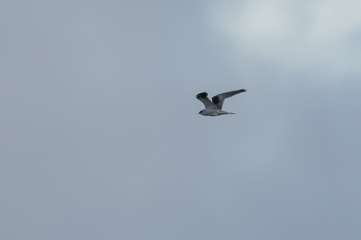 White-tailed Kite - ML646616838