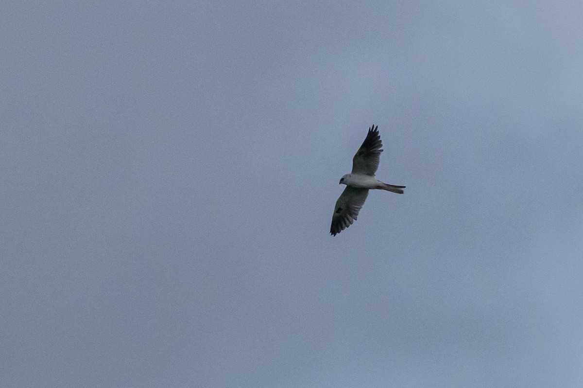 White-tailed Kite - ML646616839