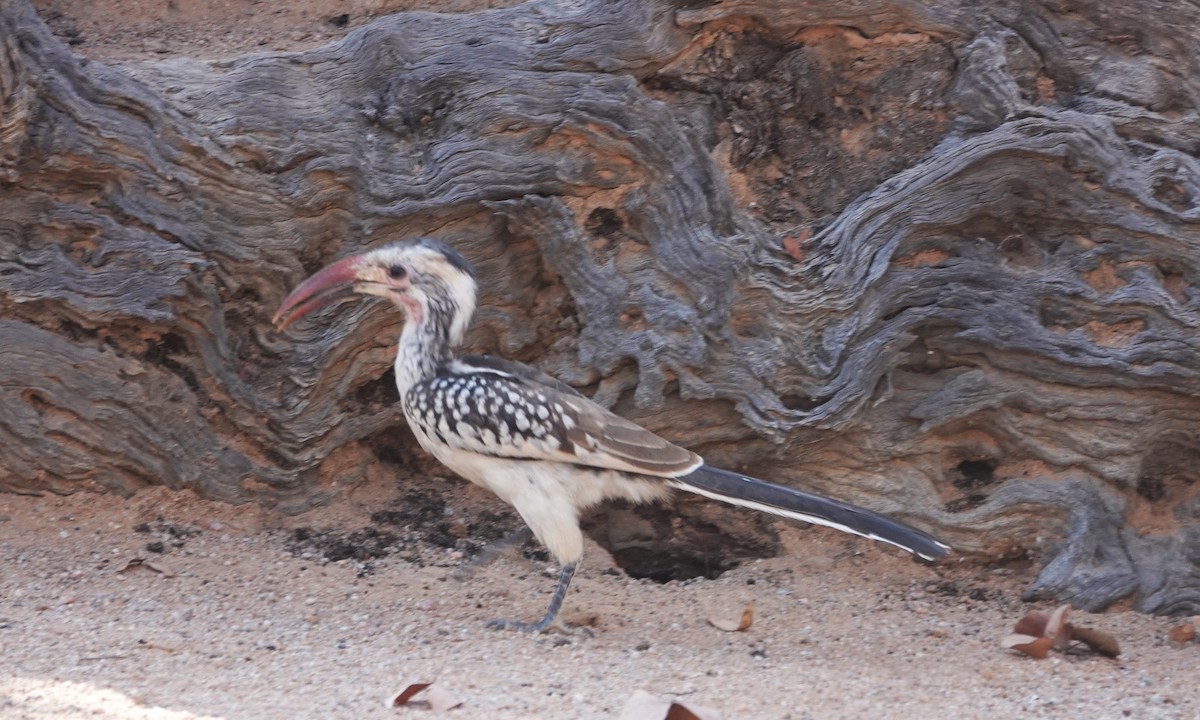 Damara Red-billed Hornbill - ML646616841