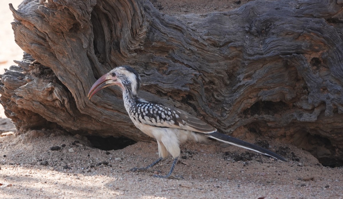 Damara Red-billed Hornbill - ML646616842