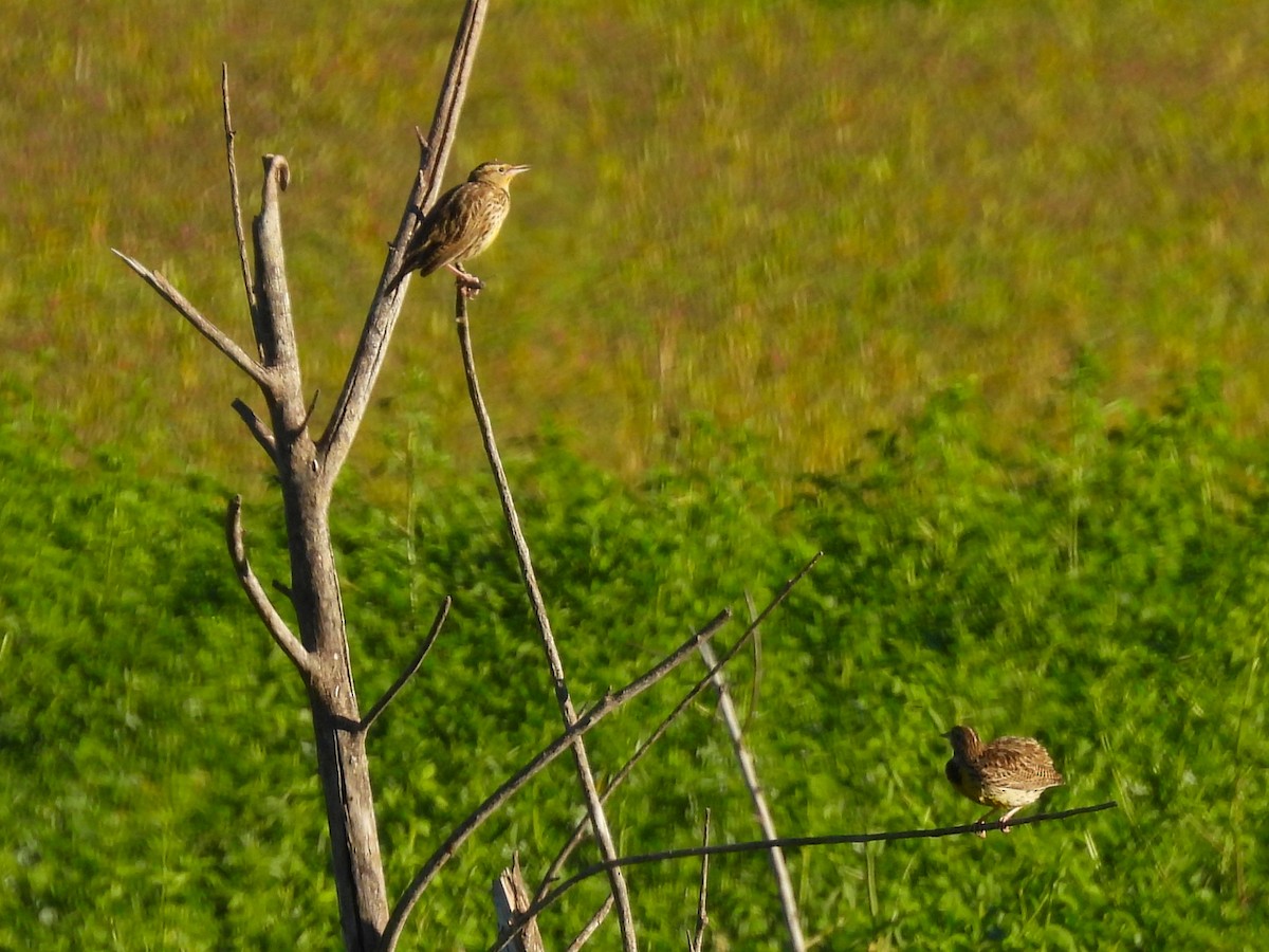 Western Meadowlark - ML646616843