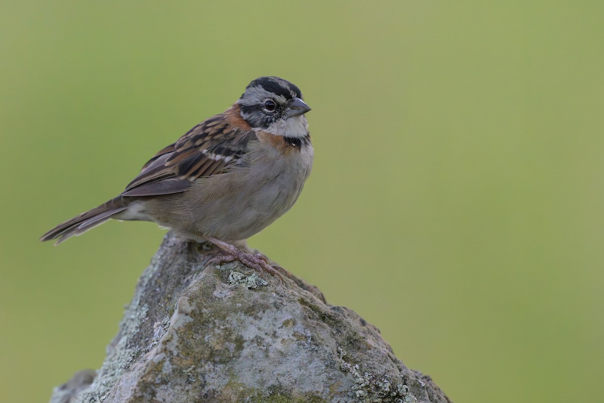 Rufous-collared Sparrow - ML646616844