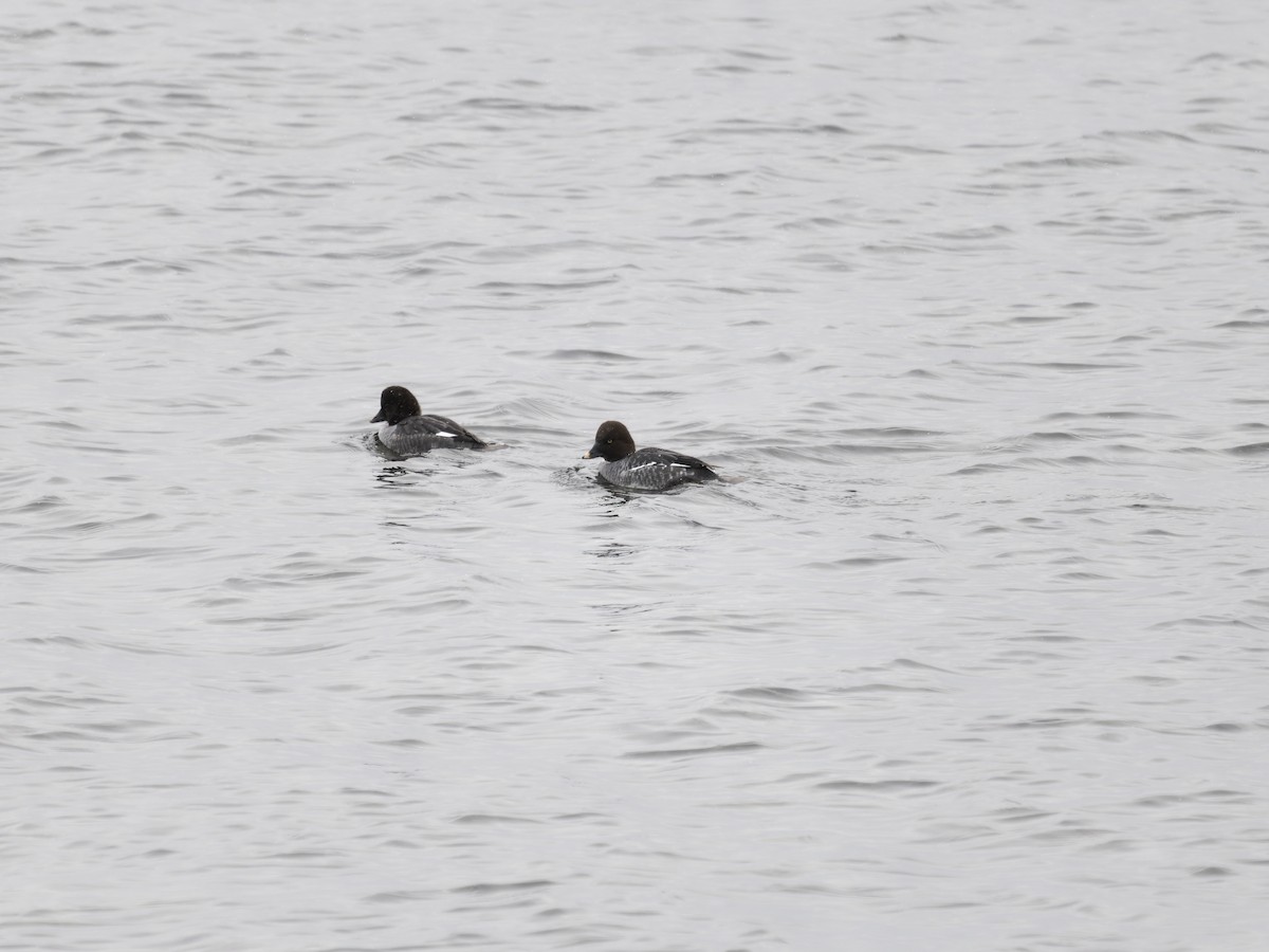 Common Goldeneye - ML646616846