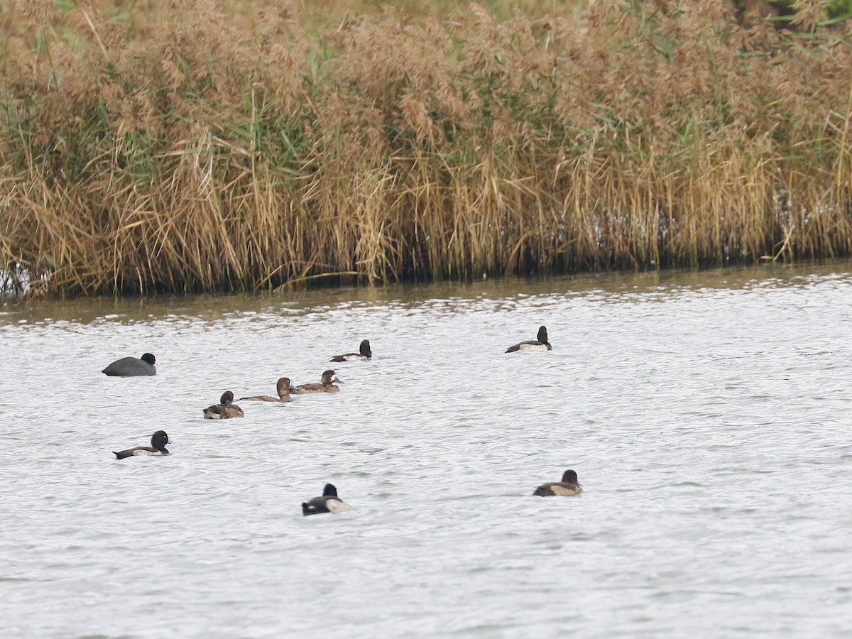 Bergente - ML646616847