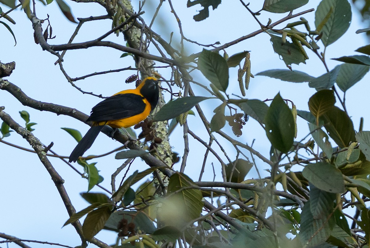 Yellow-backed Oriole - ML646616849