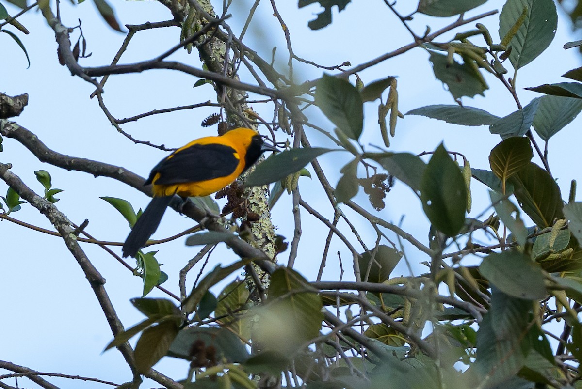 Yellow-backed Oriole - ML646616850
