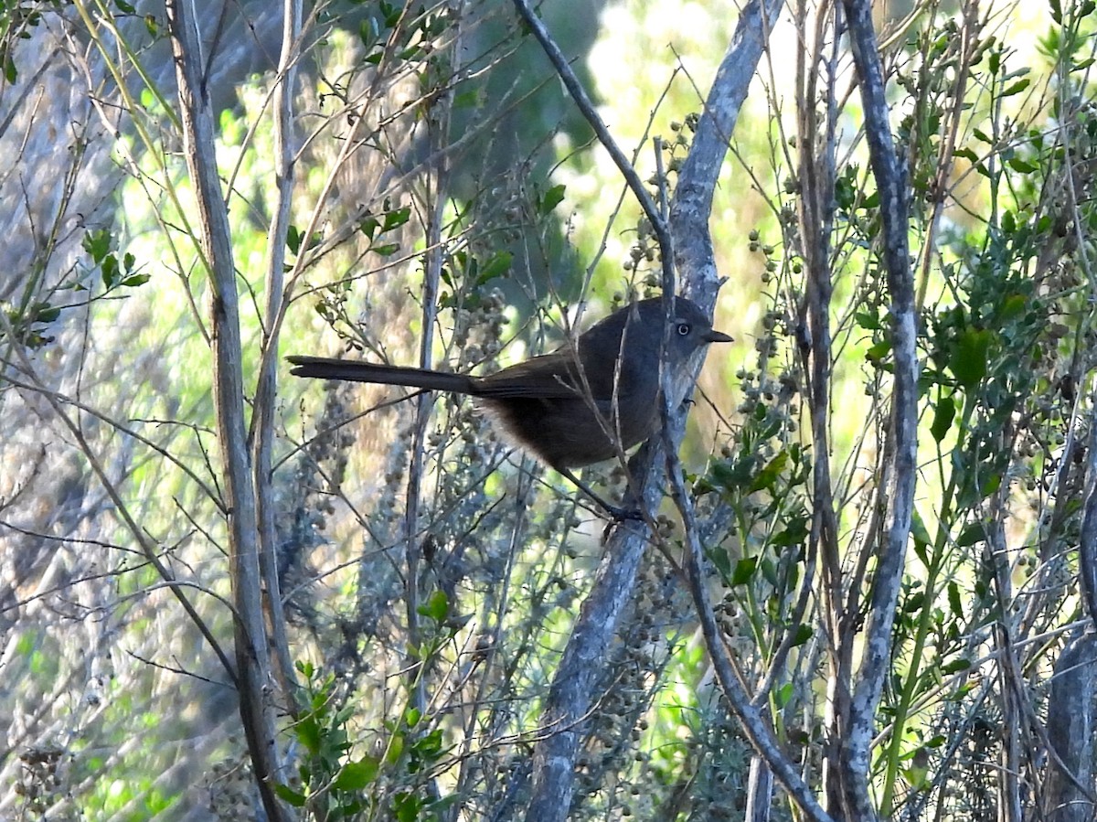 Wrentit - ML646616852